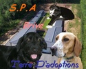 Terre d'Adoptions ( S.P.A ) Finish10