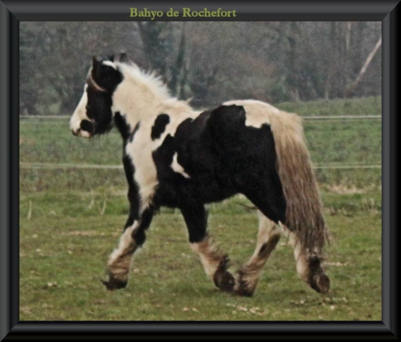 Domaine de Rochefort - 24/02/2013  Bahyo217