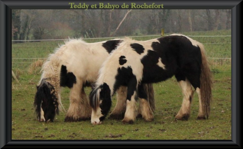 Domaine de Rochefort - 24/02/2013  Teddyb11