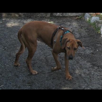 RETROUVEE    perdue DAIQUIRI femelle chien de rhodésie fauve pucée 7/2/13 CABRIS 06 59433_10