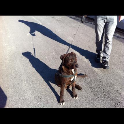 (adopté) trouvé staffordshire terrier mâle bringé 7 mois 12/2/13 CAGNES  SUR MER 06 60004_10