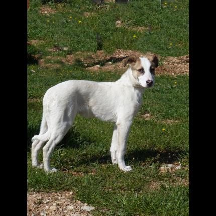 (à l'adoption) trouvé mâle inconnu tricolore non identifié 2/4/13 FLASSANS 83 63469_10