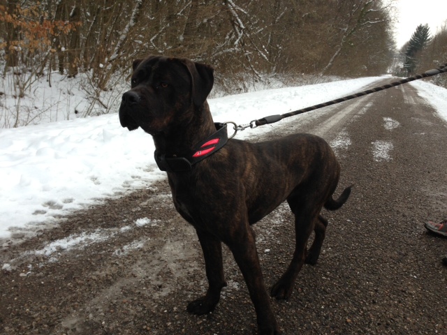 Kenzo : cane corso - refuge de Velaine Photo111