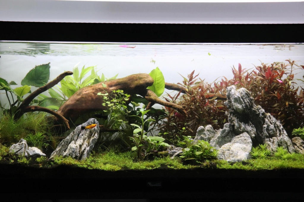 Lancement aquarium amazonien 140L 12013310