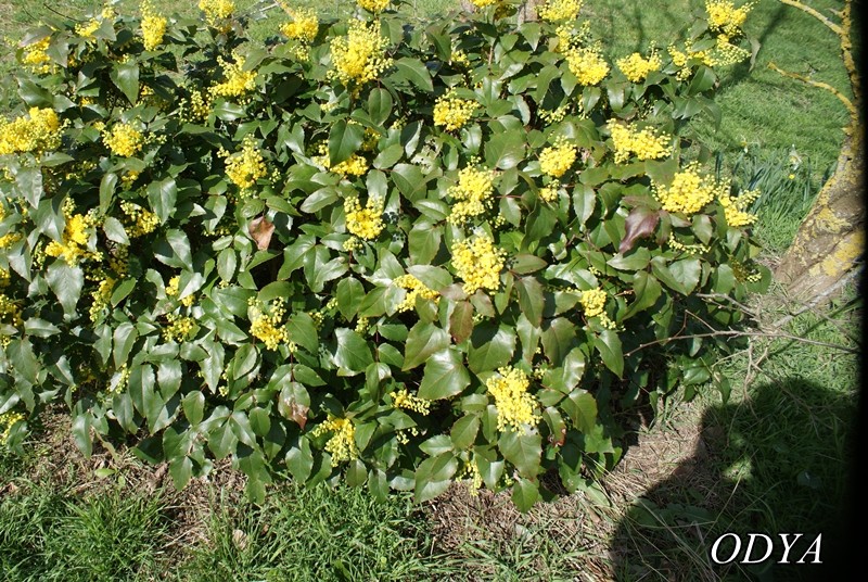 MAHONIA AQUIFOLIUM 01_04_11