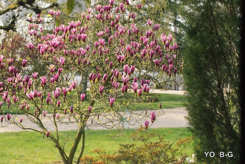 magnolia 15_04_10