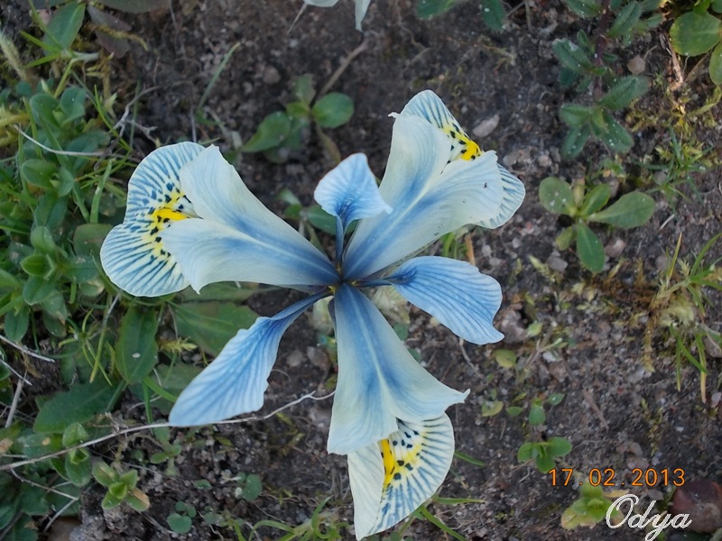 Iris reticulata - Page 3 2013_f26