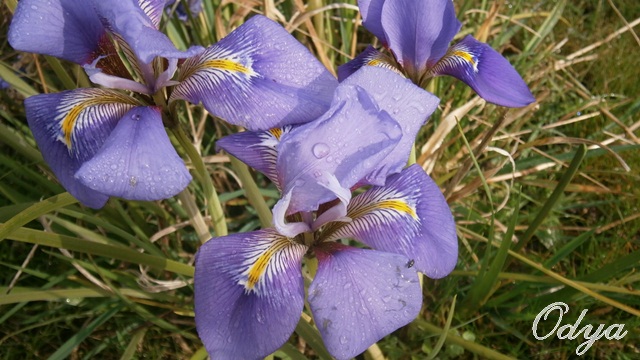 Iris unguicularis ou Iris d'Alger - Page 2 Aa_20110