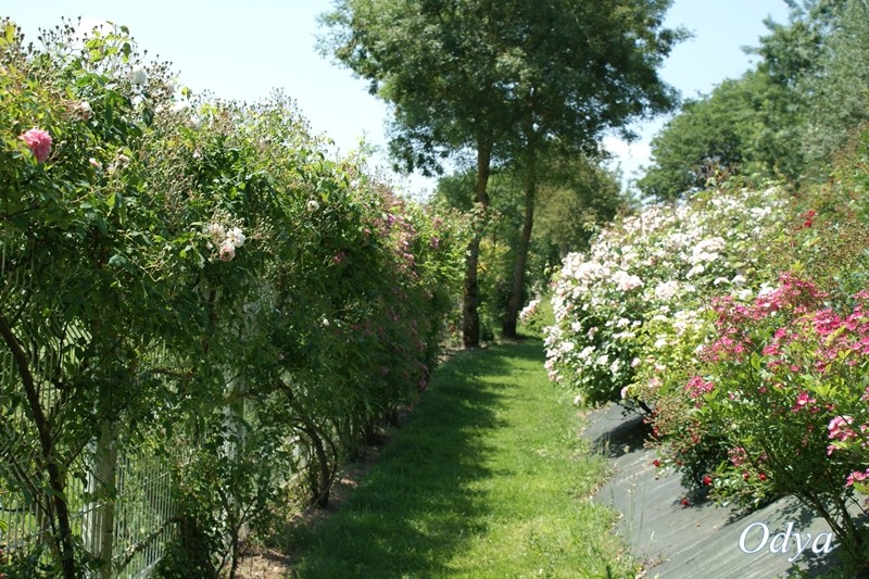 Les Chemins de la Rose - Page 5 Dsc05611