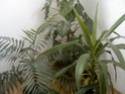 moje biljke Taca0038