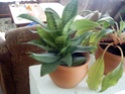 moje biljke Taca0042