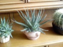 moje biljke Taca0044