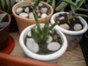 moje biljke Taca0046