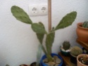 moje biljke Taca0050