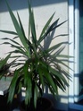 moje biljke Yuka10