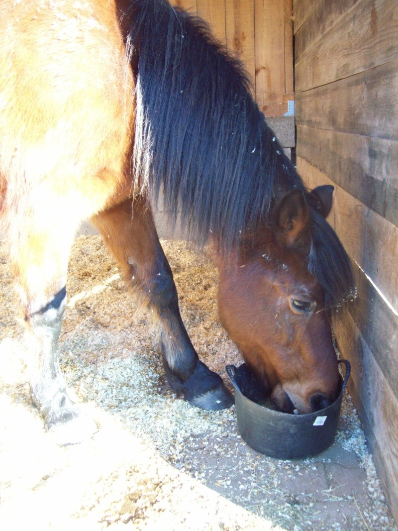 salut,...c'est Maffy... des terres froides!!  - Page 22 100_0919