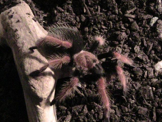 My B.Boehmei My_boe15