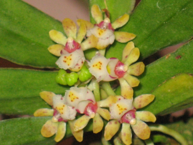 Mes orchidées. Gastro10