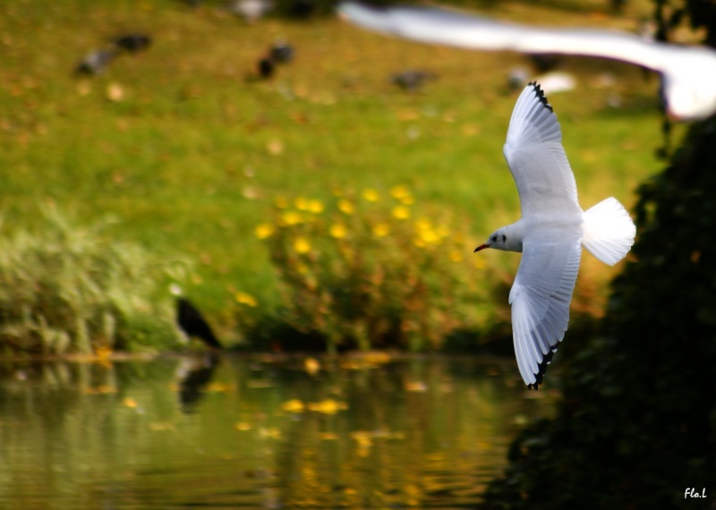 Mouette rieuse Mouett10