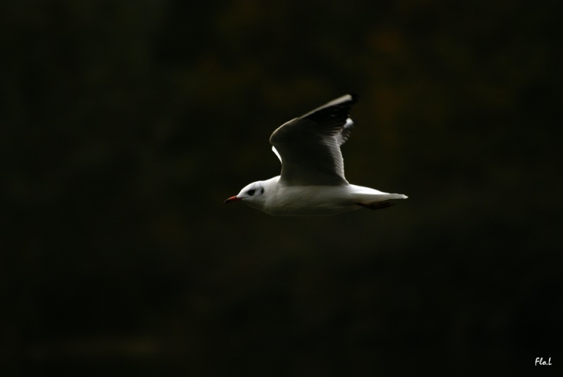 Mouette rieuse Mouett14