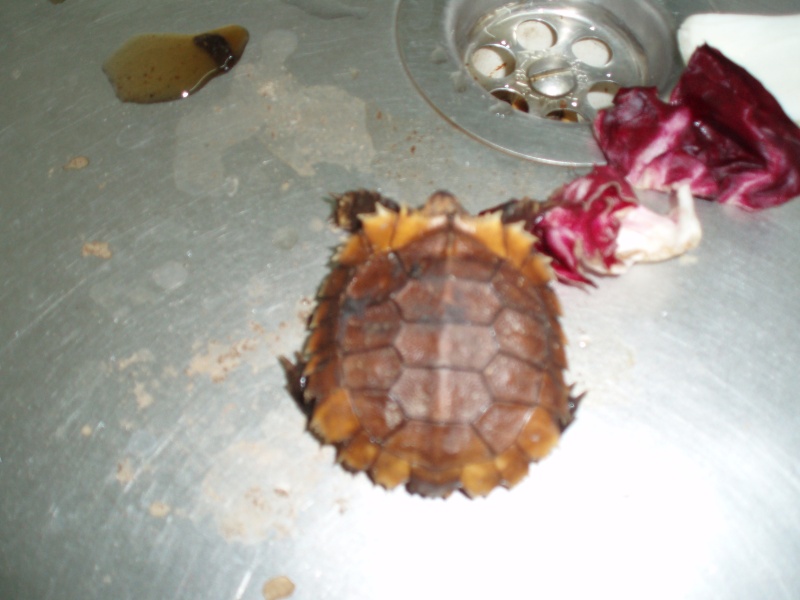 identifiez cette tortue svp!!! Pa070413