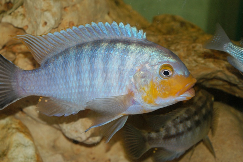 Tirez le portrait de vos poissons Dsc03510