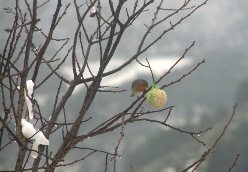 La neige à Belgentier ... et les oiseaux ... Dsc06113