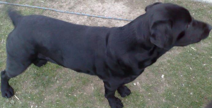 my lab for stud 24 FTCH in his pedigree Jake11