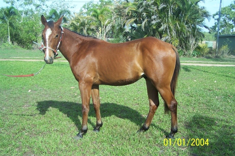Bay QH Colt - Doc T Bar/Hired Hand/Wimpy/Acres Destiny bred Proud11