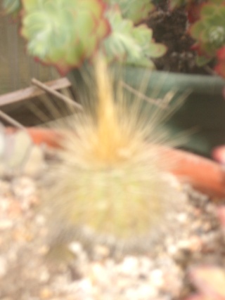Floraison de cactus Imgp2954