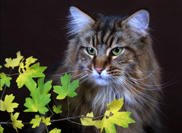 Maine Coon 11139126