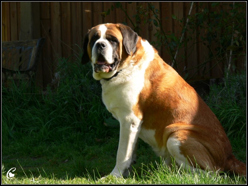 concours photo n° 45 : mon saint Bernard en fond d'écran Dagobe45