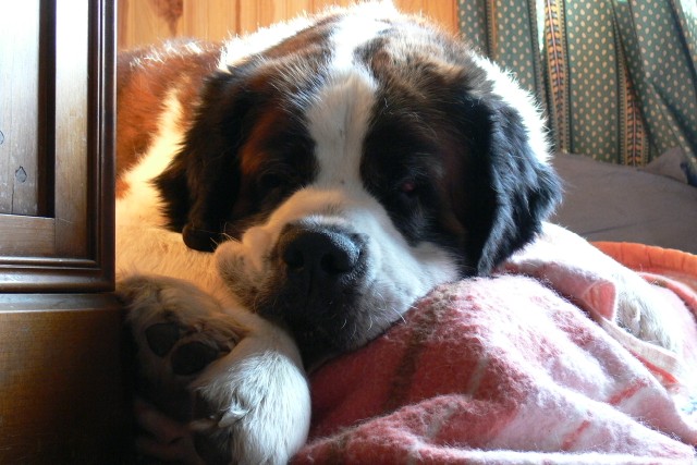 concours photo n° 45 : mon saint Bernard en fond d'écran Ouros_12