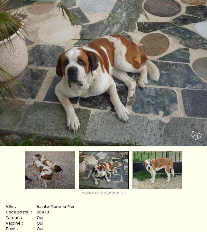 [résolu]4 saint Bernard à adopter par 2 de préférence -  Sainte-Marie-la-Mer (66) Romain10