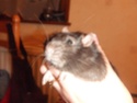 [25] adoption ratons Caline11