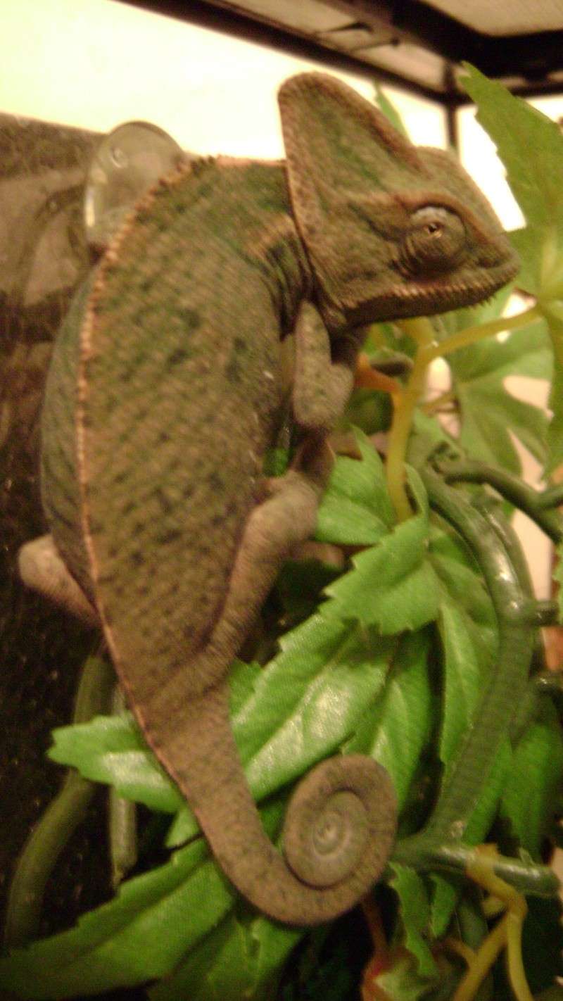 Jango, mon casqué du yemen(cameleon calyptratus) Dsc00113