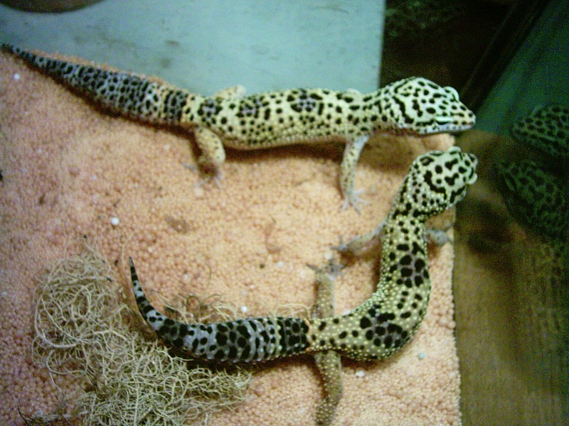 mon couple de Gecko Leopard( Eublepharis macularius) Gecko_11
