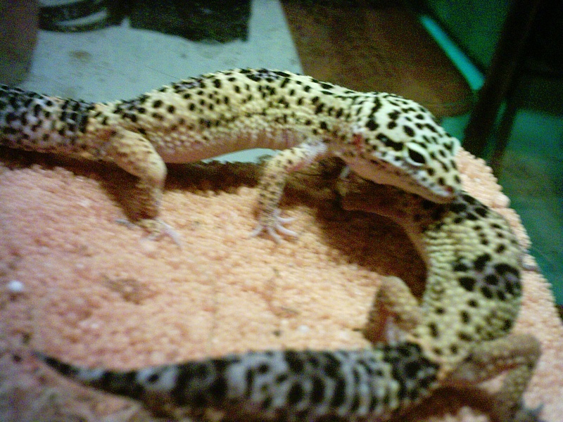 mon couple de Gecko Leopard( Eublepharis macularius) Gecko_12