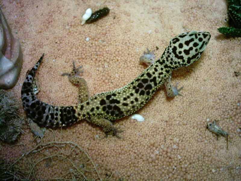 mon couple de Gecko Leopard( Eublepharis macularius) Gecko_13