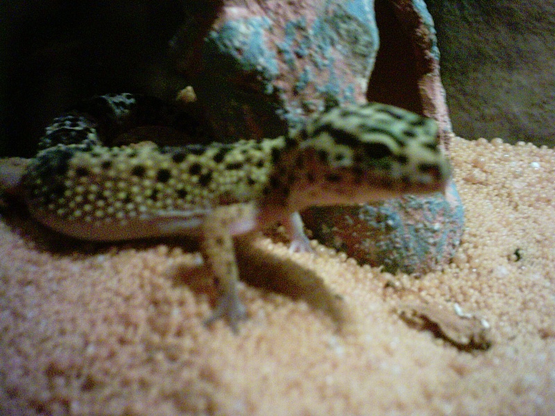 mon couple de Gecko Leopard( Eublepharis macularius) Gecko_14
