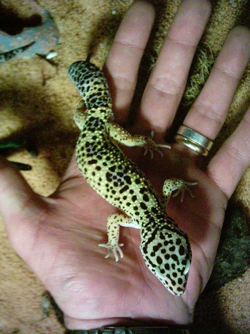 mon couple de Gecko Leopard( Eublepharis macularius) Gecko_15