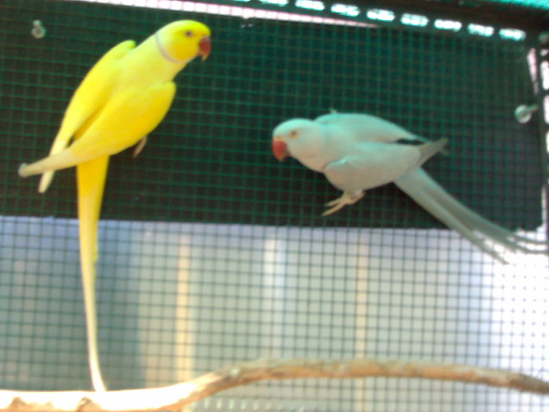 Alcuni dei miei pappagalli! 20122010