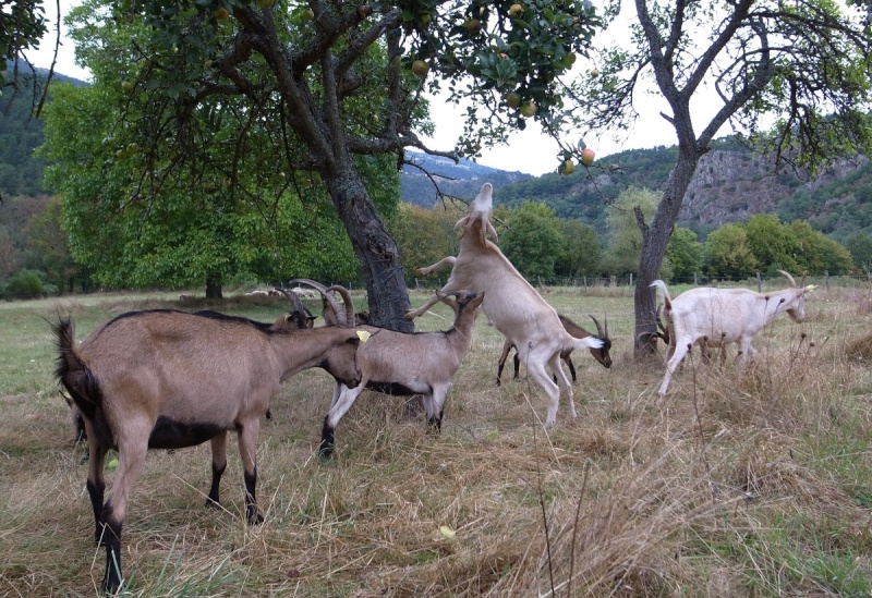 Une petite faim ?? Rimg2710