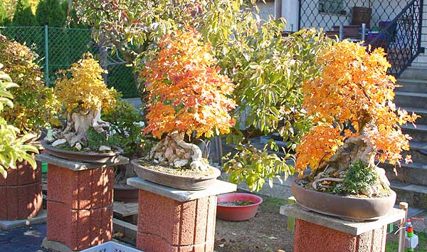 Larix decidua The Cliff Guard Herbst11