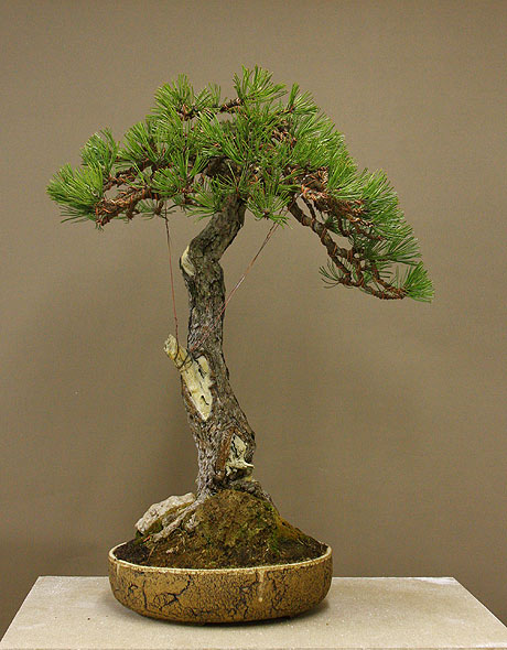 Pinus nigra the bat P_nigr16