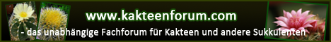 Unser Banner Kaktus10