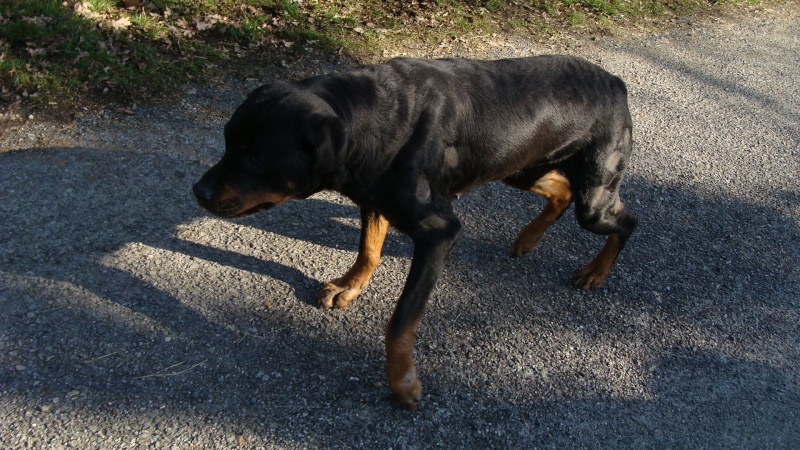 Shouki rott de 9 ans , ou mère courage Shouki12