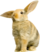 Alerte ! Interdiction, tests sur animaux, menacée Rabbit11