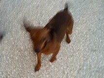 Caramel Pinscher Nain - 38 Isère ADOPTE - Page 2 Sortie19
