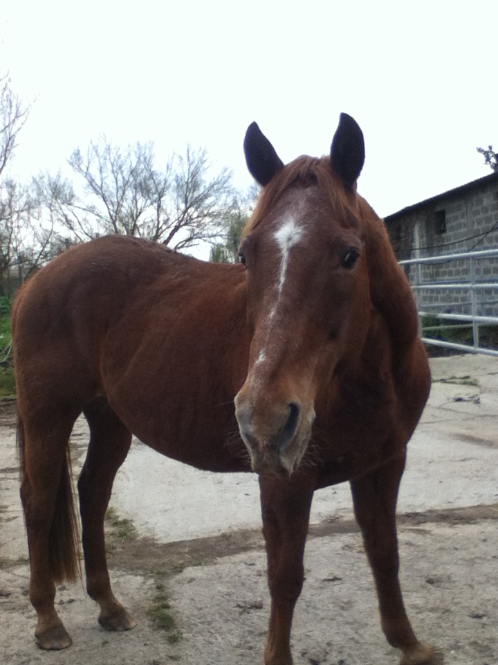 Cash in Bandit, QH 25 ans, sauvé par la solidarité générale (FA définitive Mr B.) A parrainer ! - Page 6 Cash210